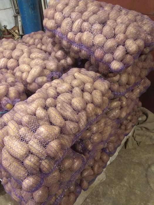 Картофель домашний