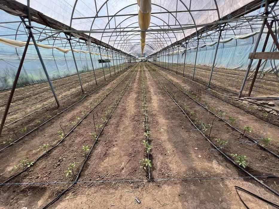 Продається будинок та тепличне господарство місто Жашків 140км від Киє