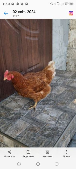 Продам курей скоко нада