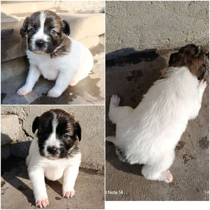 Відам в хороші руки цуценята.