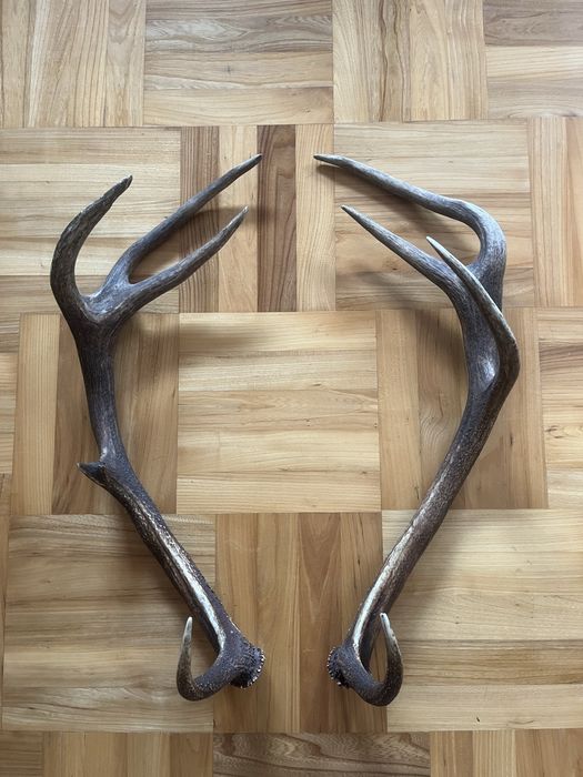 Para zrzuty jelenia dziesiątak