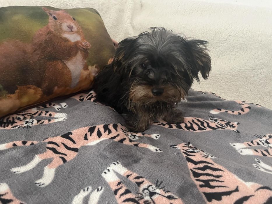 York Terrier miniaturka