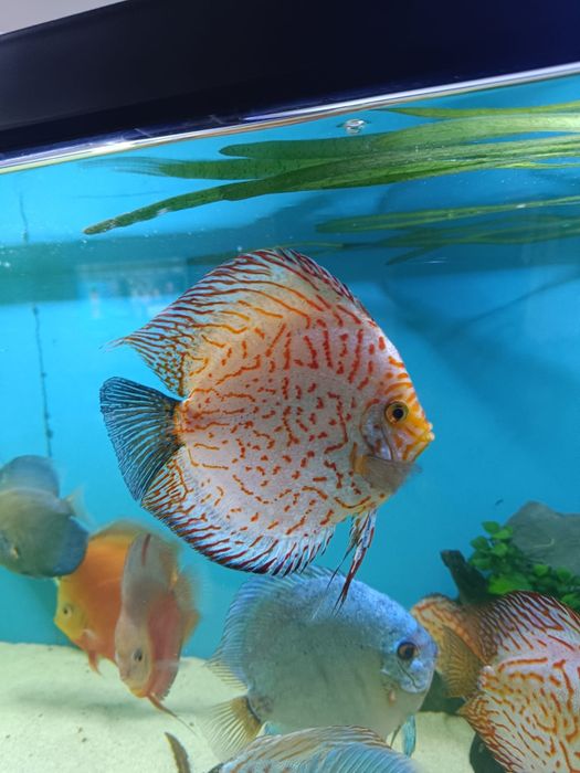 3  discus a venda.