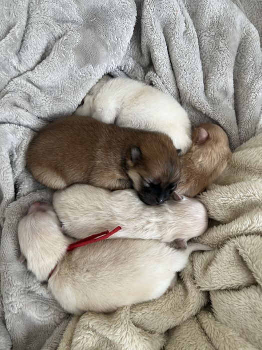 Szpic miniaturowy pomeranian miot rezerwacja boo misiu