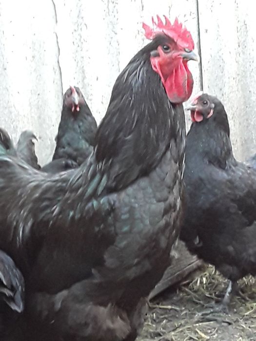 Яйця джерсійського гіганта