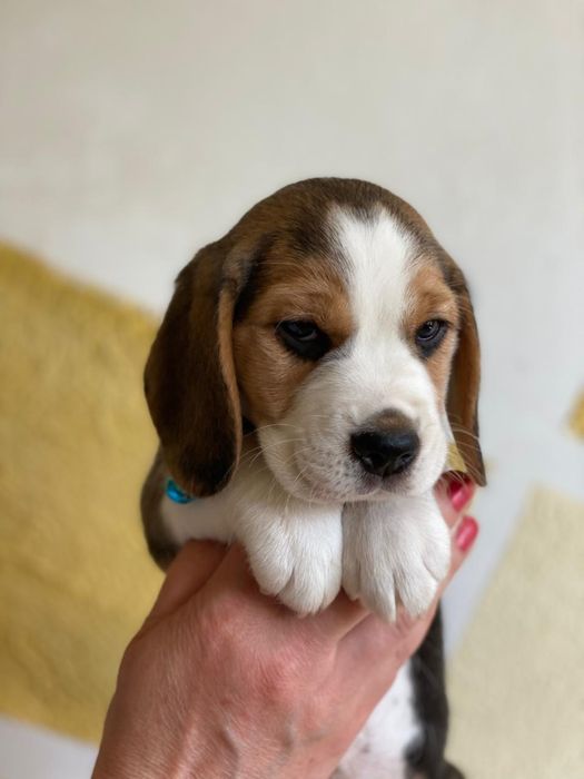 Цуценята бігля з розплідника КСУ,з документами