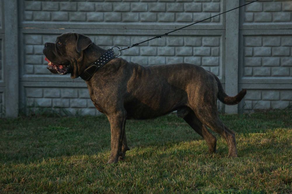 Cane Corso pies FCI