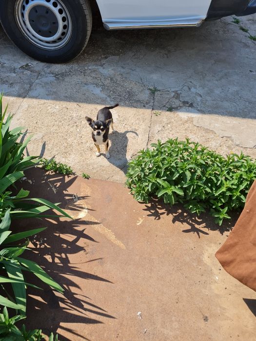 Вязка  чихуахуа розвязан