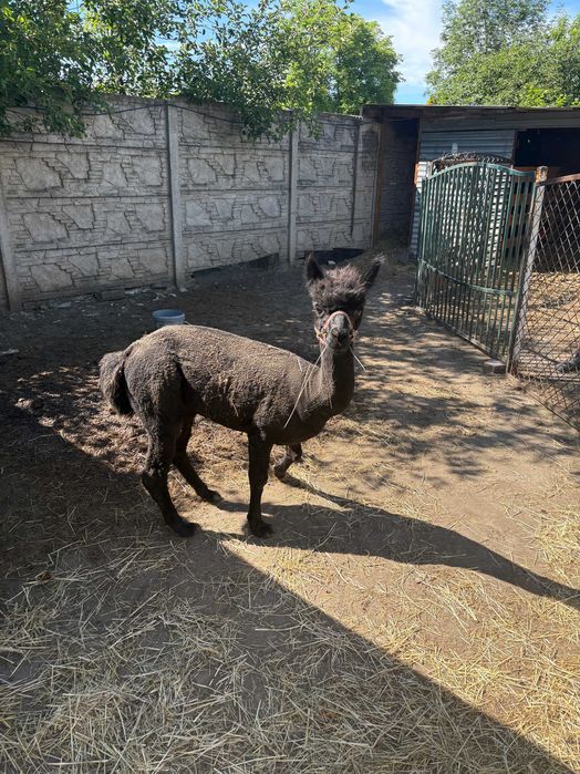 Alpaka samiec 2.5 roku