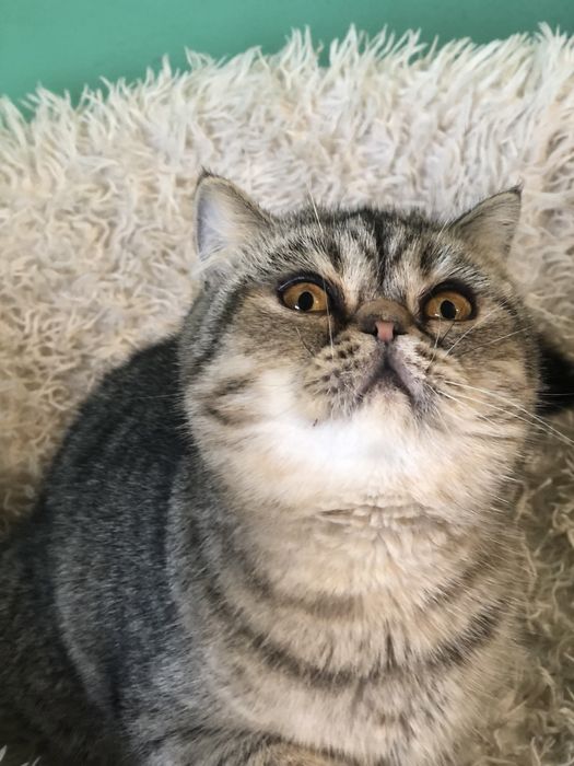 Красавица экзотка