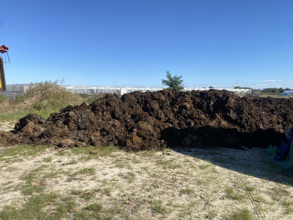 Obornik Kurzak bydlęcy transport!