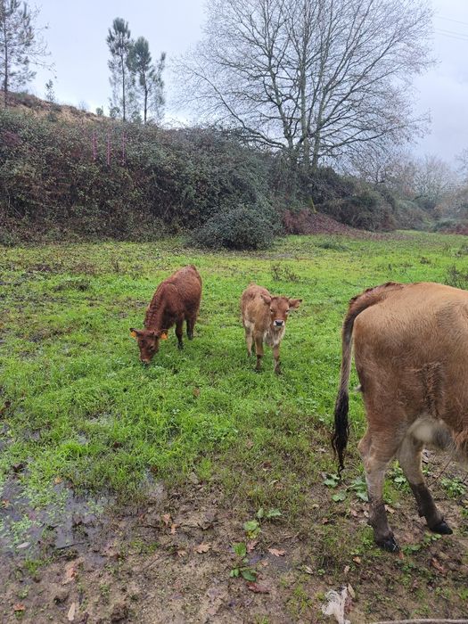 Vitela Cachena para dispensar
