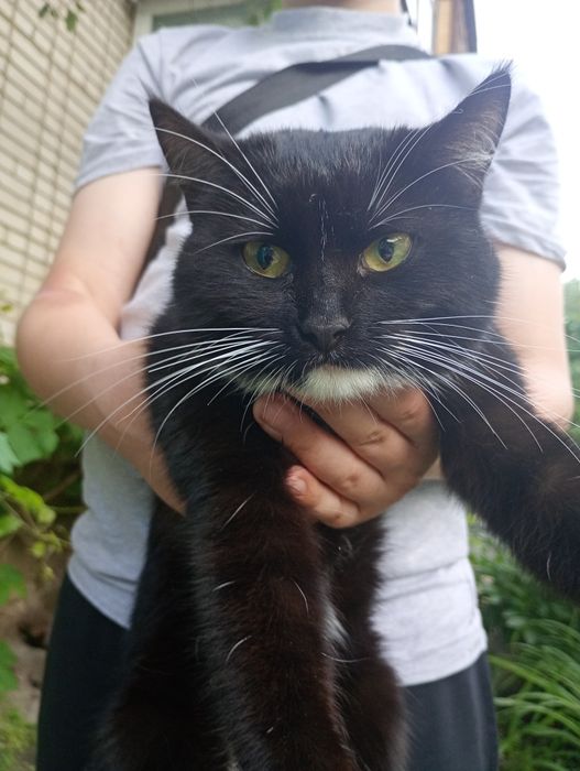 Віддам молоду кішку