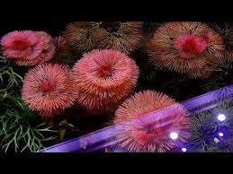 Cabomba Piauhyensis (Cab.red)