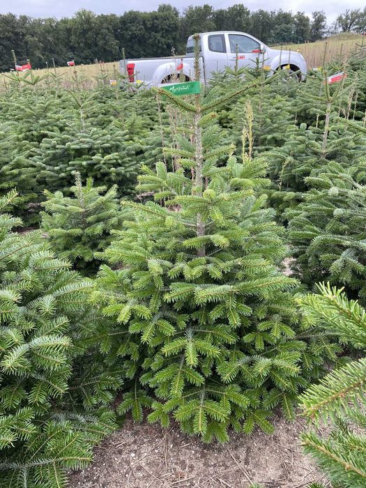 Arvore de Natal Natural | Envio Gratis PT | Pinheiro de Natal Natural