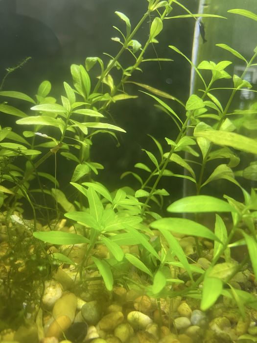 Plantas, troncos, peixes e camarões