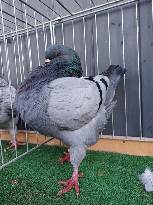 Gołębie Kingi - niebieski samiec 2023