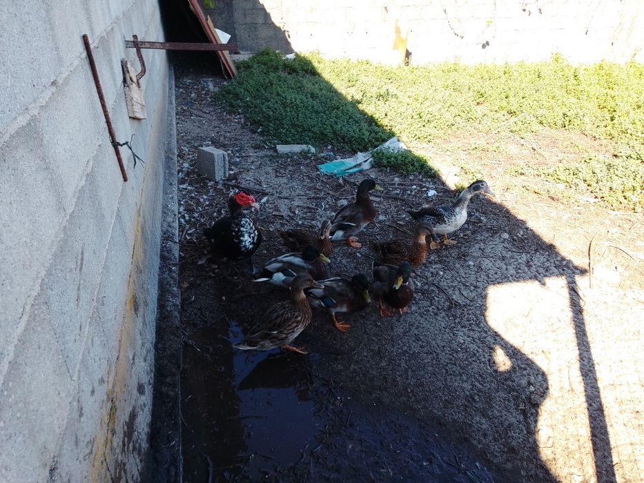 Vendo casal de patos
