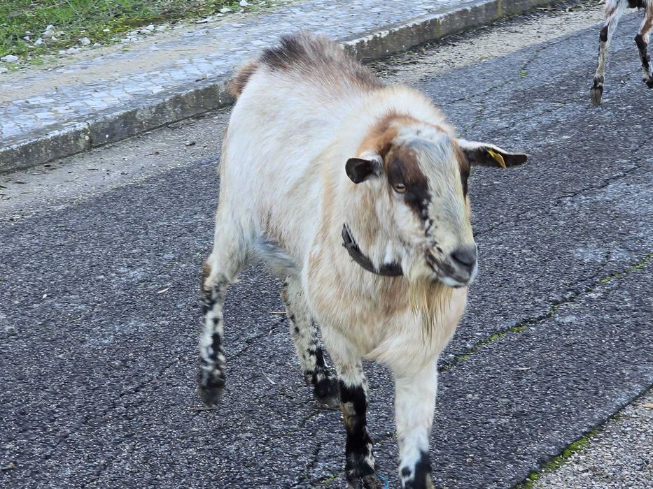 Bode raça Serpentina de reprodução