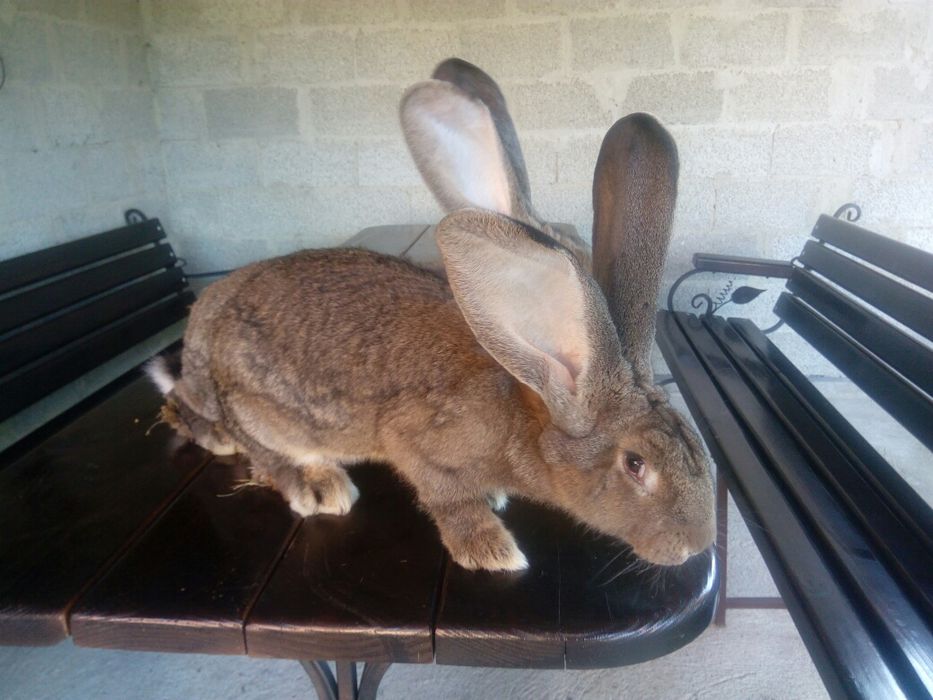 Кролі фландр різен