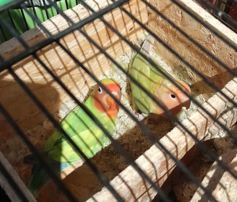 Papurzki nierozłączki czerwonoczelne parka