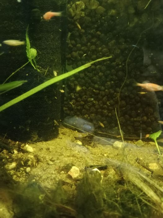 Danio lamparci, pręgowany, kardynałek chiński, brzanka brokatowa