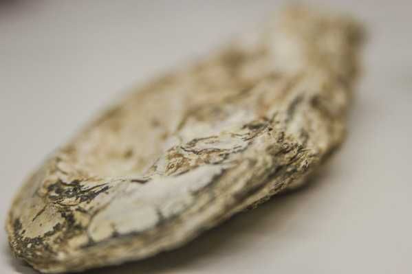 Fóssil - Ostra (Crassostrea crassissima)