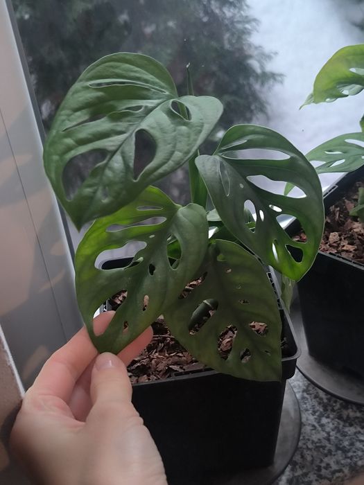 Продаж та догляд за рослинами