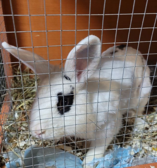 Królik miniaturka, biały samiec