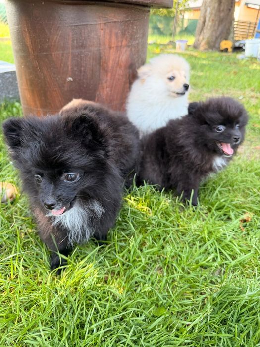 Szpic miniaturowy pomeranian kolor czarny i biały