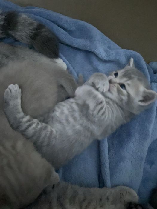 Кошеня британець
