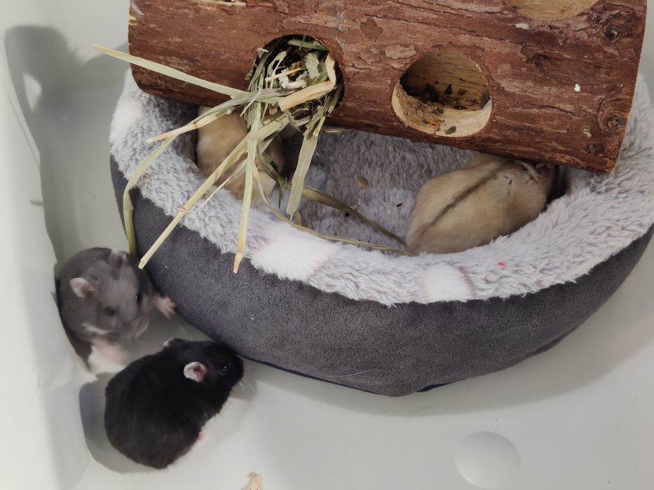 Chomiki dżungarskie młode sklep zoo ul Julianowska 7 b Łódź