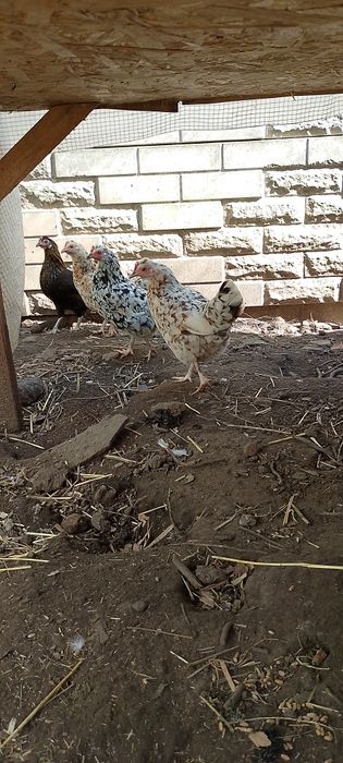Карликовые куры бентамки (наседки и мамки)