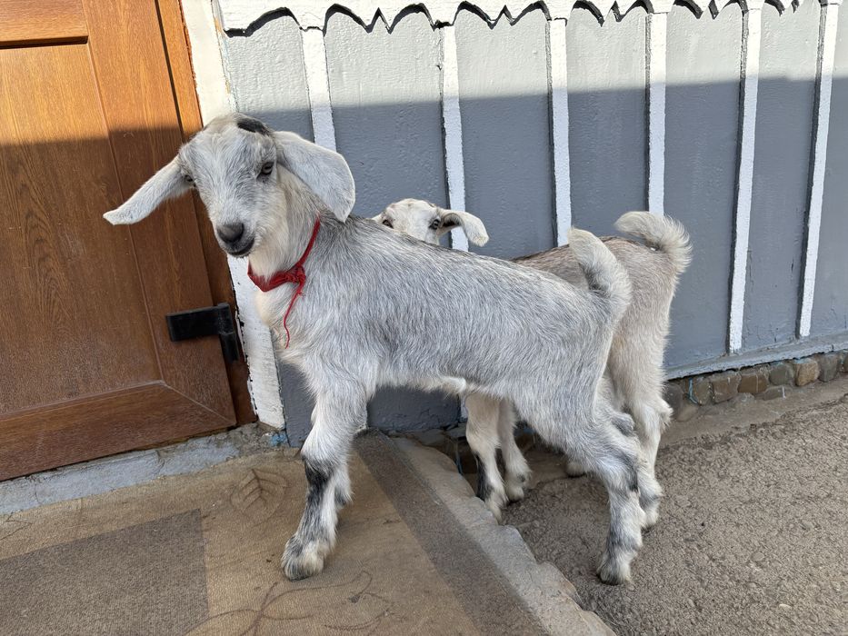 Козинята 50%нубійці хлопчик та дівчинка