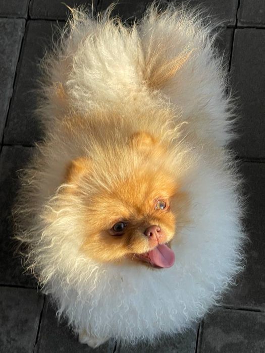 Мальчик 5 мес. ксу. Киев