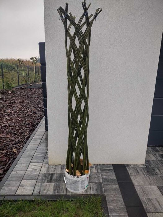 Wierzba energetyczna do palenia ,ściółkowania i inne zastosowania