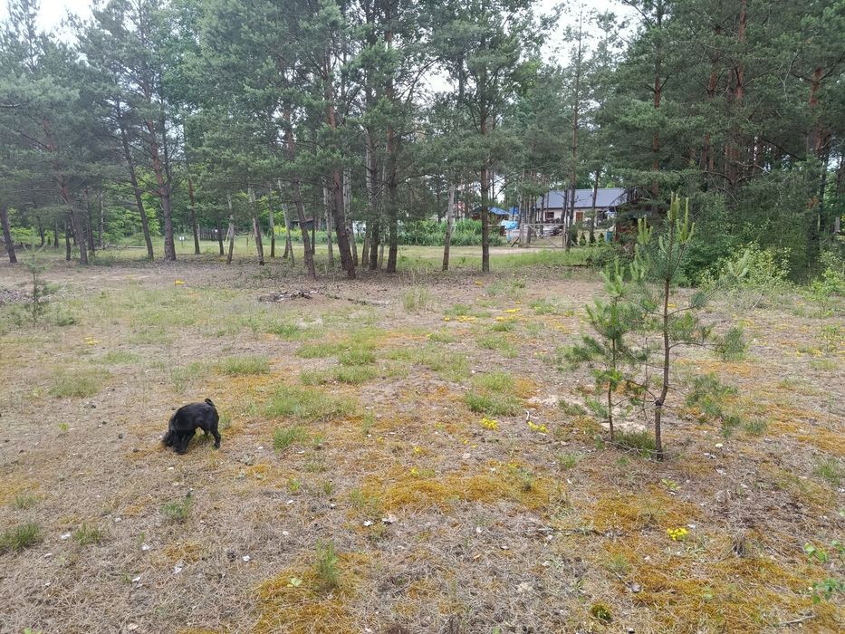 Działka w Puszczy Noteckiej - 1223 m², m. Klempicz - Więcej