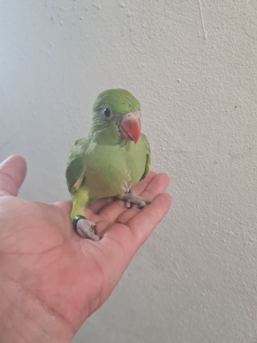 Ring neck verde bebe