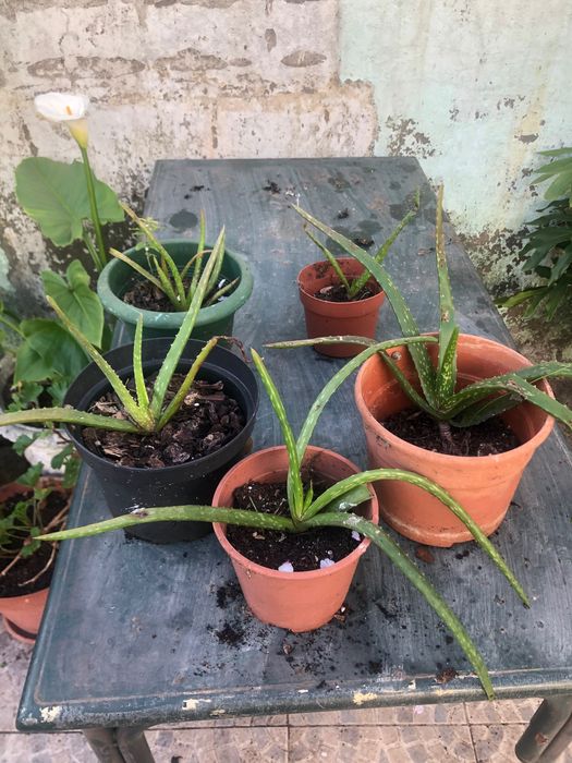Aloe Vera / Babosa - pequeno