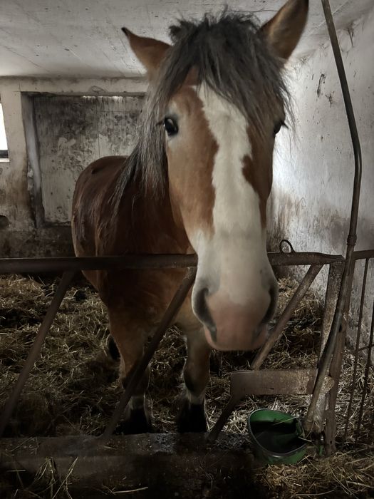 Klacz pkz 2 i pół  roku w trakcie krycia