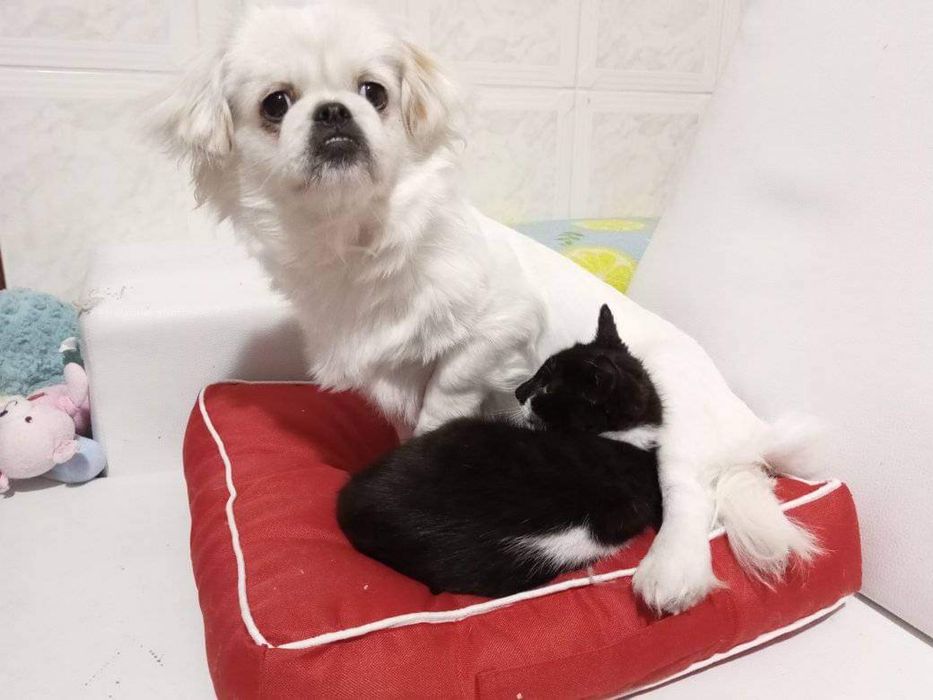 Cadela cruzada de Pequines