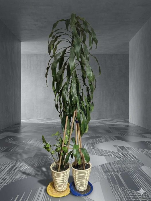 Dracena + Zamiokulkas + 2 doniczki za darmo