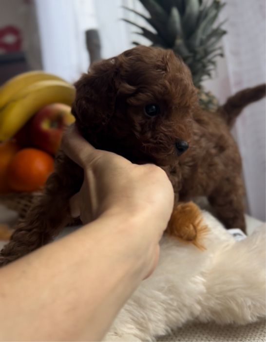 Той пудель ‼️Китай‼️