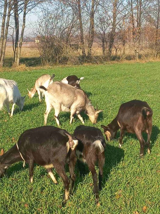 Продам кози, ціна договірна