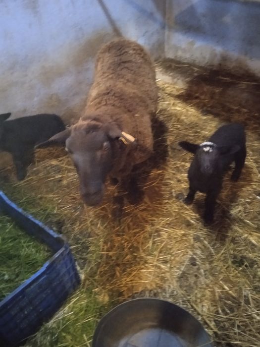 Vendo duas ovelhas e 4 borregos