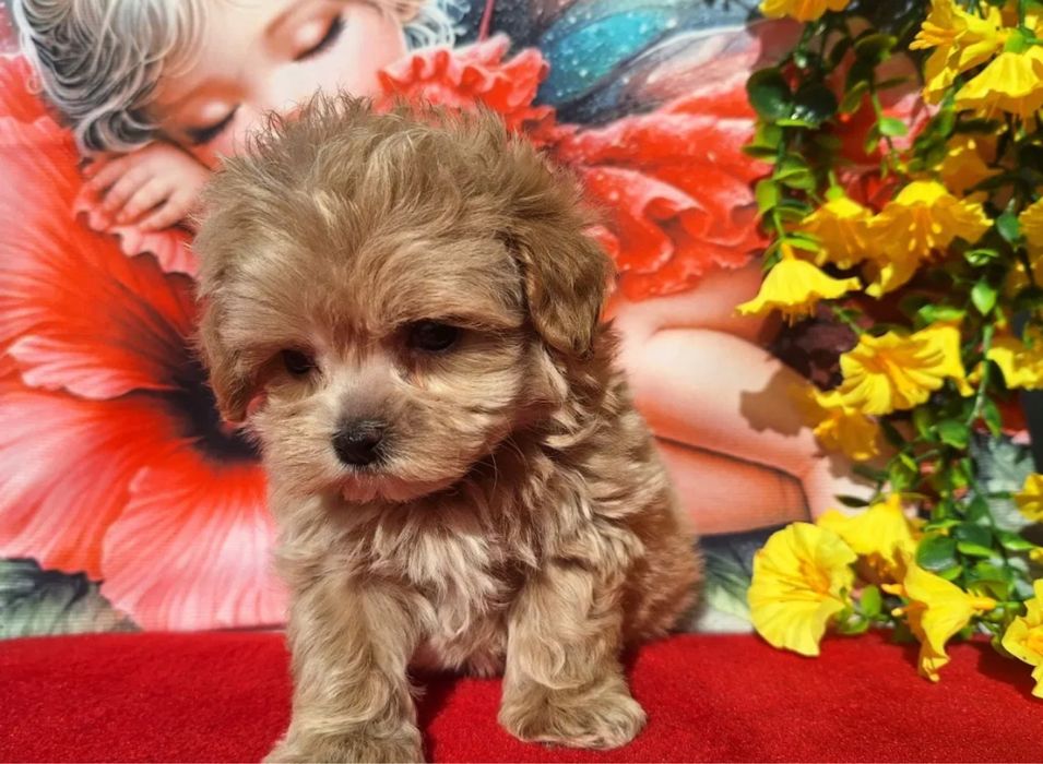 Мальтипу - ідеальна порода для дітей і алергіків Мальтипу ф1 і ф2