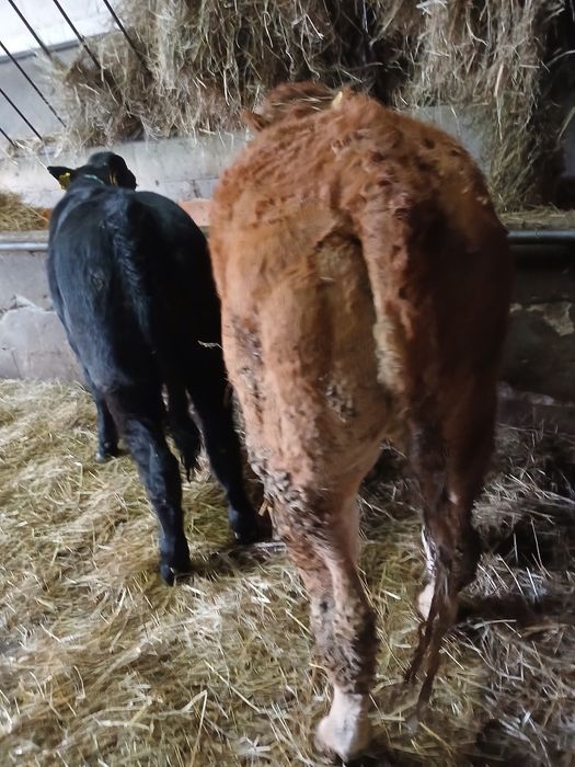 Jalowki limousine, odsadki do hodowli młode  okazja