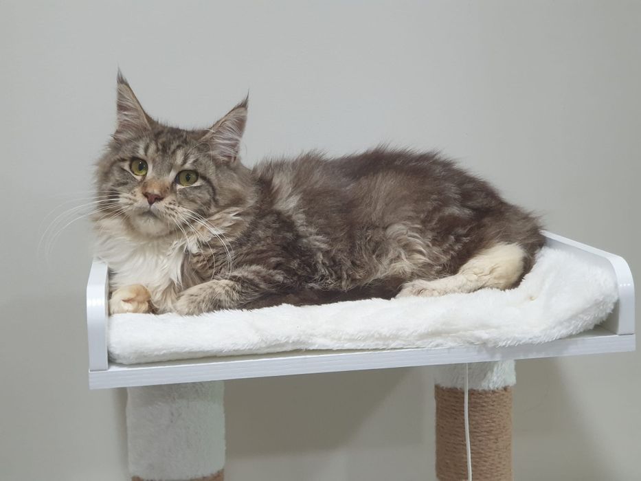 Maine coon fêmea  com Lop