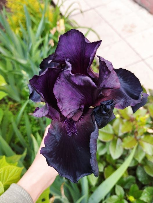 Высокорослые ирисы