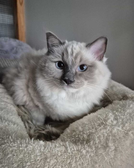 Koty rasowe Ragdoll